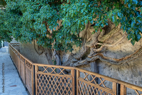 Branches of a tree grows on a stone wall. Their tops are dressed in green leaves. This miracle tree can be viewed in the Khan`s Palace which is located in Bakhchysarai - Crimean medieval tatar city. photo
