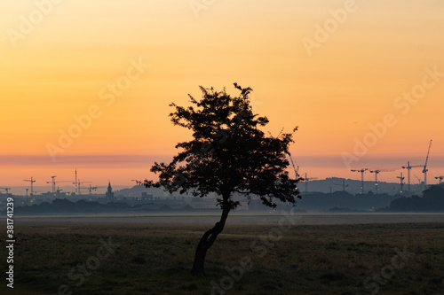 Lonely tree whit Silhouette of crane tower on the construction site with city building background in sunset sky. Phoenix Park Dublin, Ireland