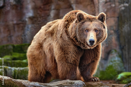 Picture of a big brown bear