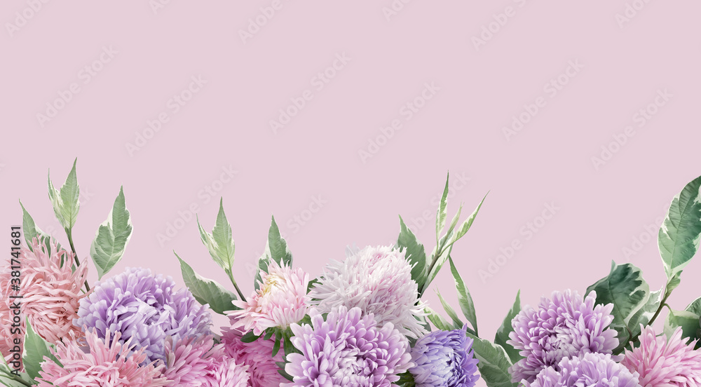 Floral banner, header with copy space. Pink and lilac asters isolated on pastel pink background. Natural flowers wallpaper or greeting card.