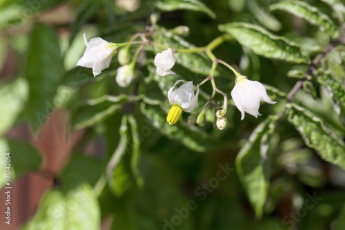 Flower of a pepino, Solanum caripense