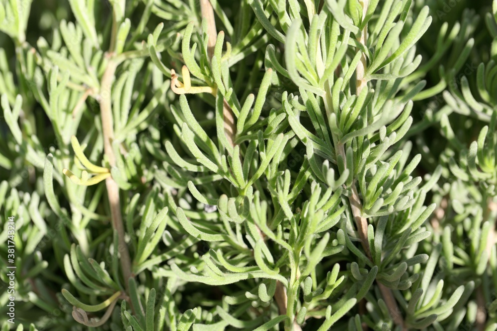 Leaves of the wormwood Artemisia caucasica Leaves of the wormwood Artemisia caucasica