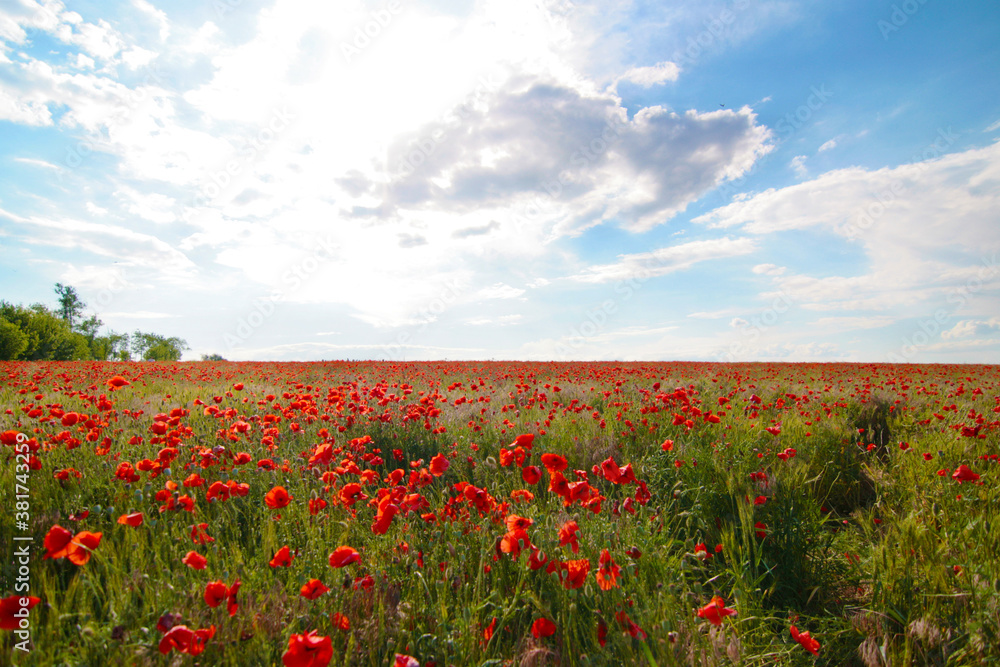 Blooming poppy field. Red poppy flower close up