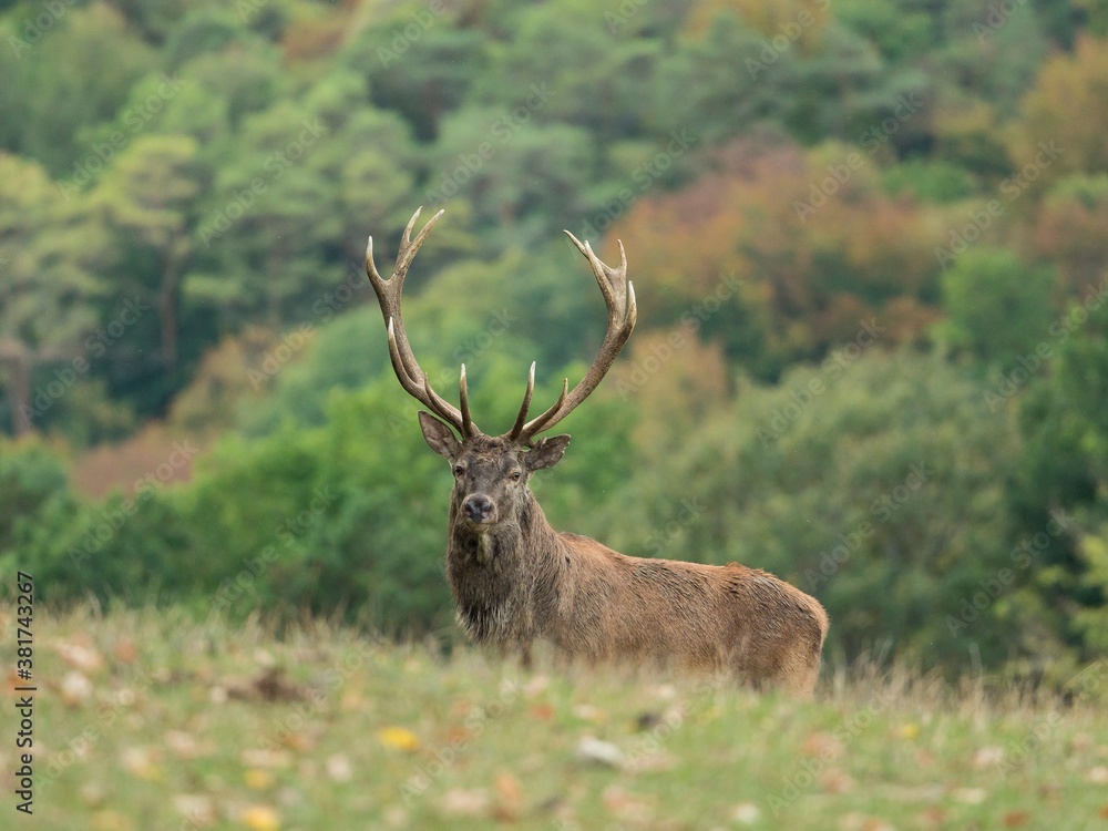 Naklejka premium red deer stag profile in autumnal forest background