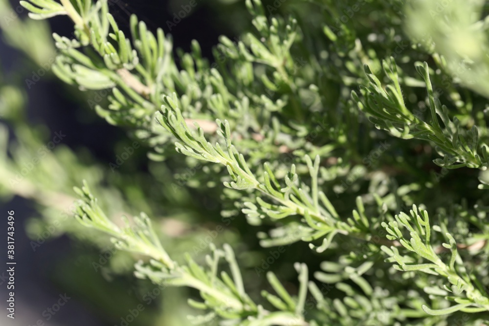 Leaves of the wormwood Artemisia caucasica Leaves of the wormwood Artemisia caucasica