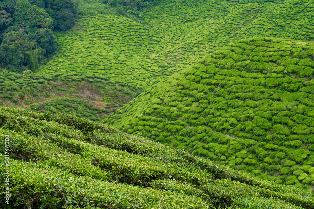 Tea plantations Cameron Valley. Green hills in the highlands of Malaysia. Tea production. Green bushes of young tea. Tea plantations Cameron Valley. Green hills in the highlands of Malaysia. Tea production. Green bushes of young tea.