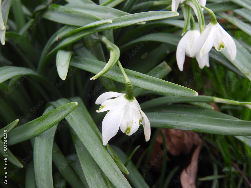 Obraz premium snowdrops