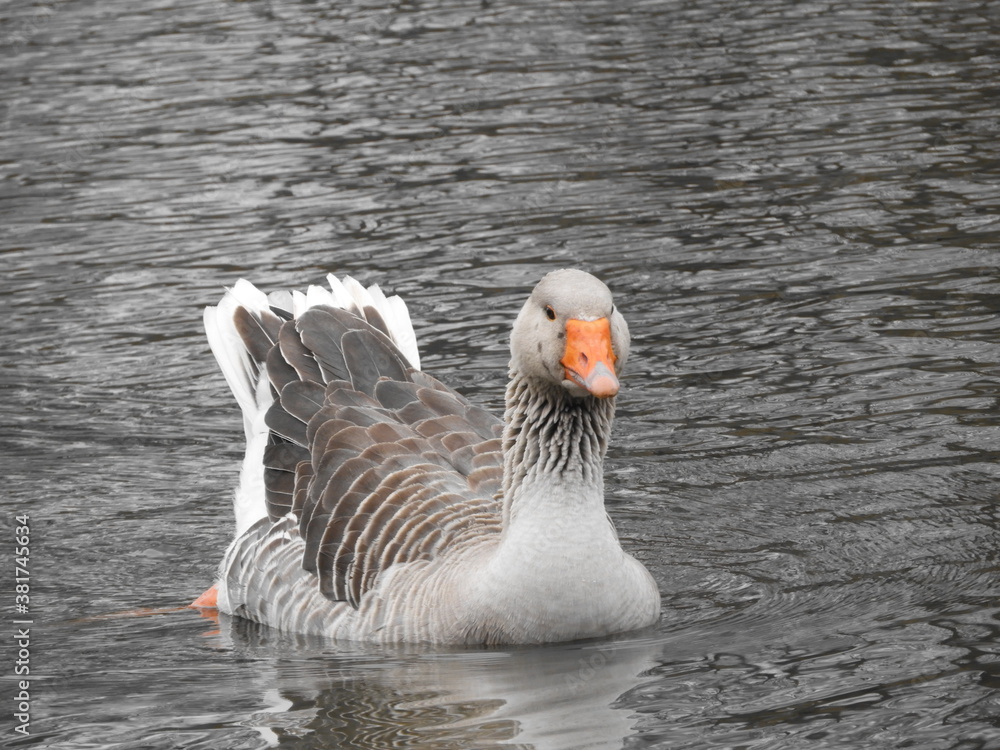 Fototapeta premium goose grazing
