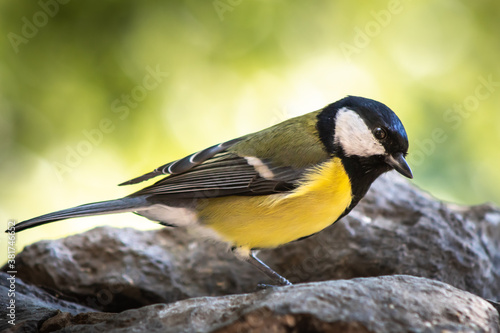 The great tit (Parus major) is a species of passerine bird. It measures about 14 cm, and has a black band (wider in males) along its yellow chest. The neck and head are black, with white cheeks.
