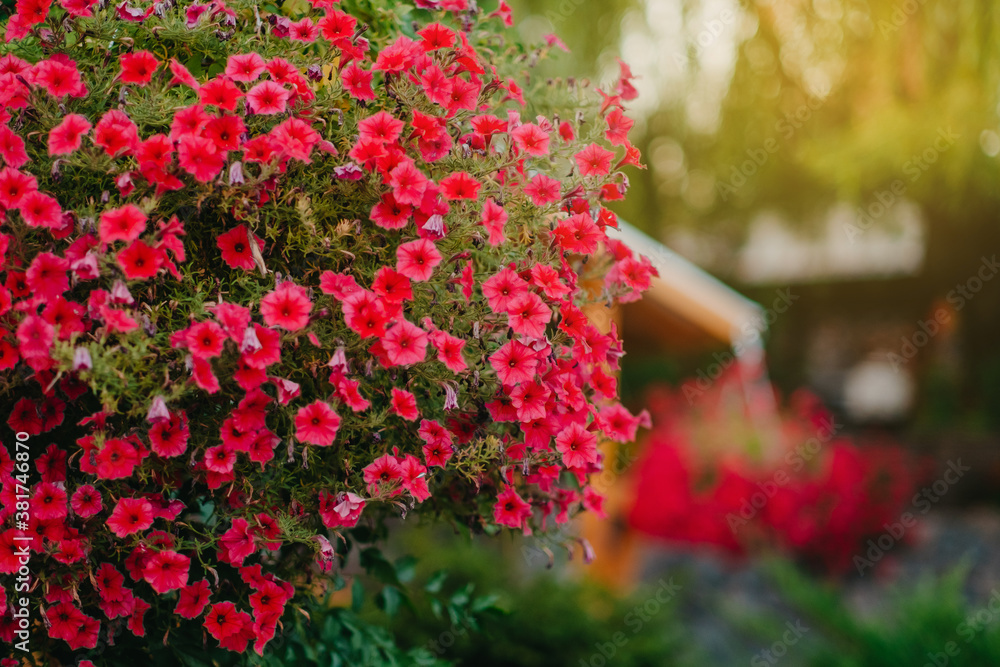 Baskets of hanging petunia flowers on balcony. Petunia flower in ornamental plant. Baskets of hanging petunia flowers on balcony. Petunia flower in ornamental plant.