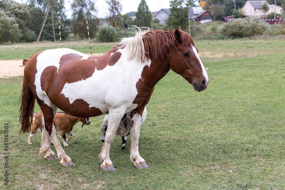 White and brown horse, sheep and goat in the pasture White and brown horse, sheep and goat in the pasture