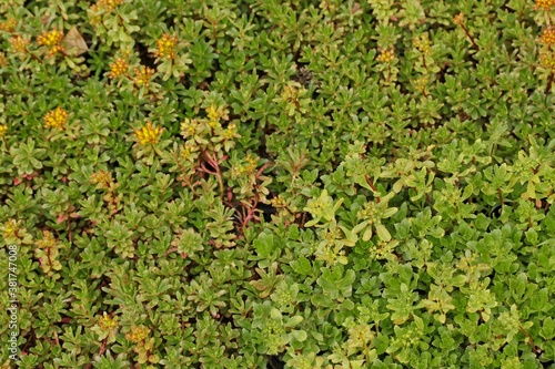 Sedum or stonecrops on green roof.