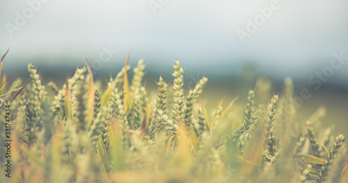 Ripening ears of barley in the field