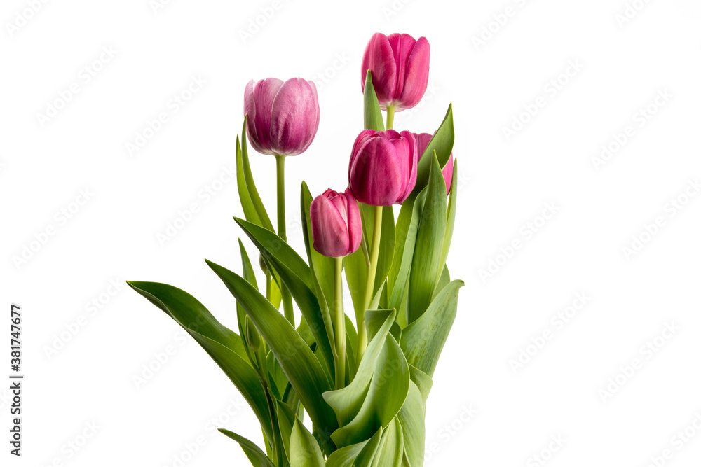 Fototapeta premium Pink tulips in a bunch isolated on white 