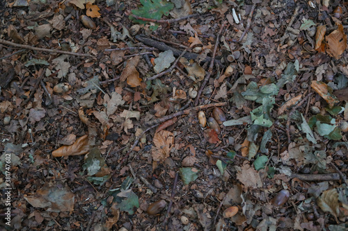 Waldboden im Herbst