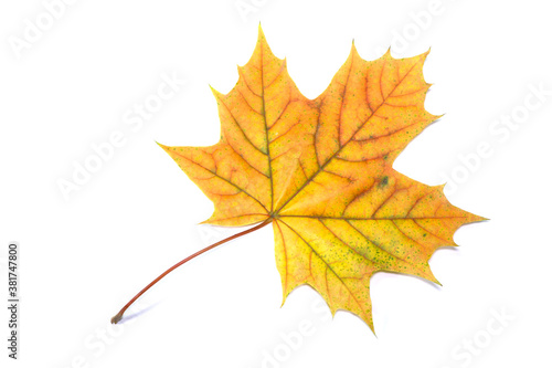autumn maple leaf, isolated on white