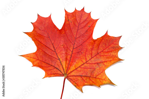 Red autumn maple leaf, isolated on white background