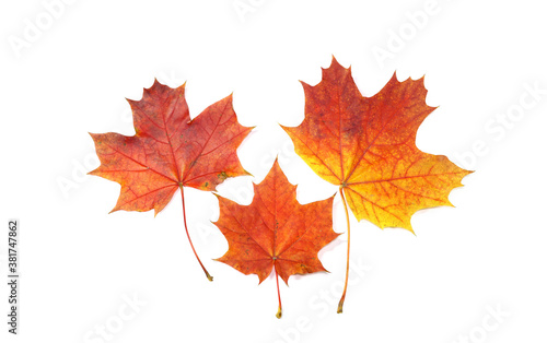 Colorful maple leaves isolated on white
