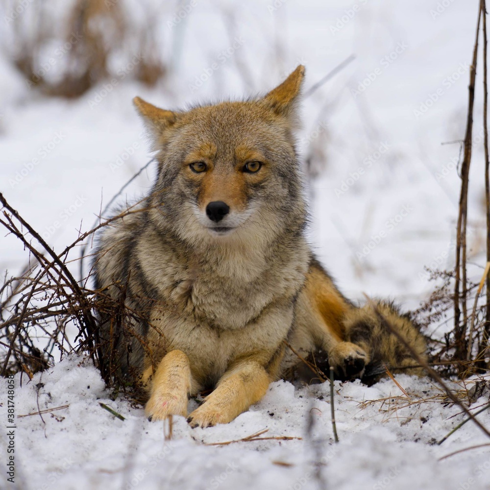 Obraz premium coyote 