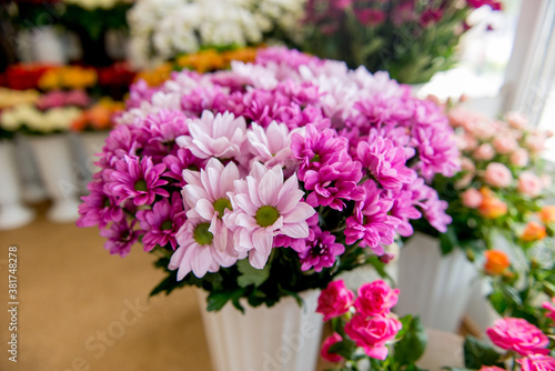 Wallpaper Mural chrysanthemums. chrysanthemums in a pot Torontodigital.ca