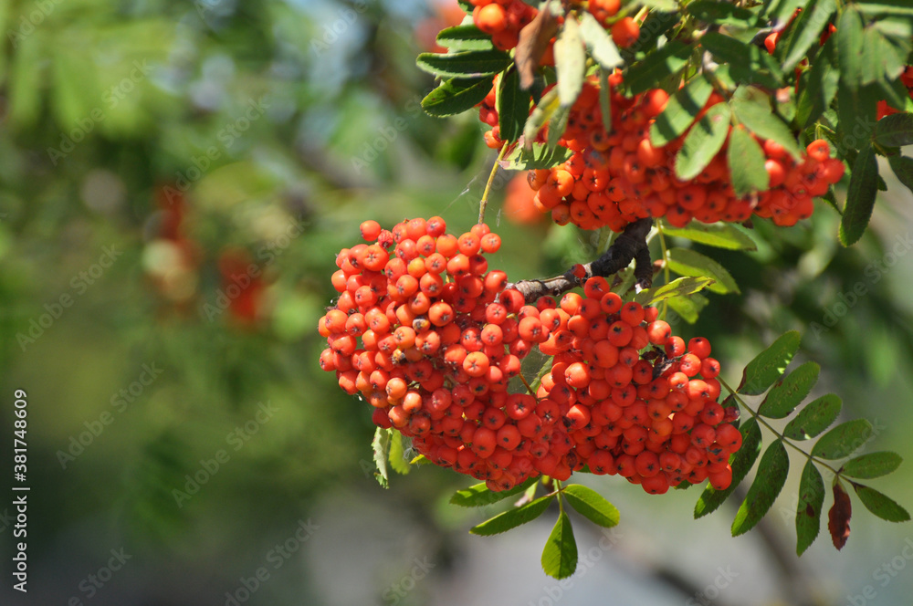 Berries ripen on a branch of rowan (Sorbus aucuparia) Berries ripen on a branch of rowan (Sorbus aucuparia)