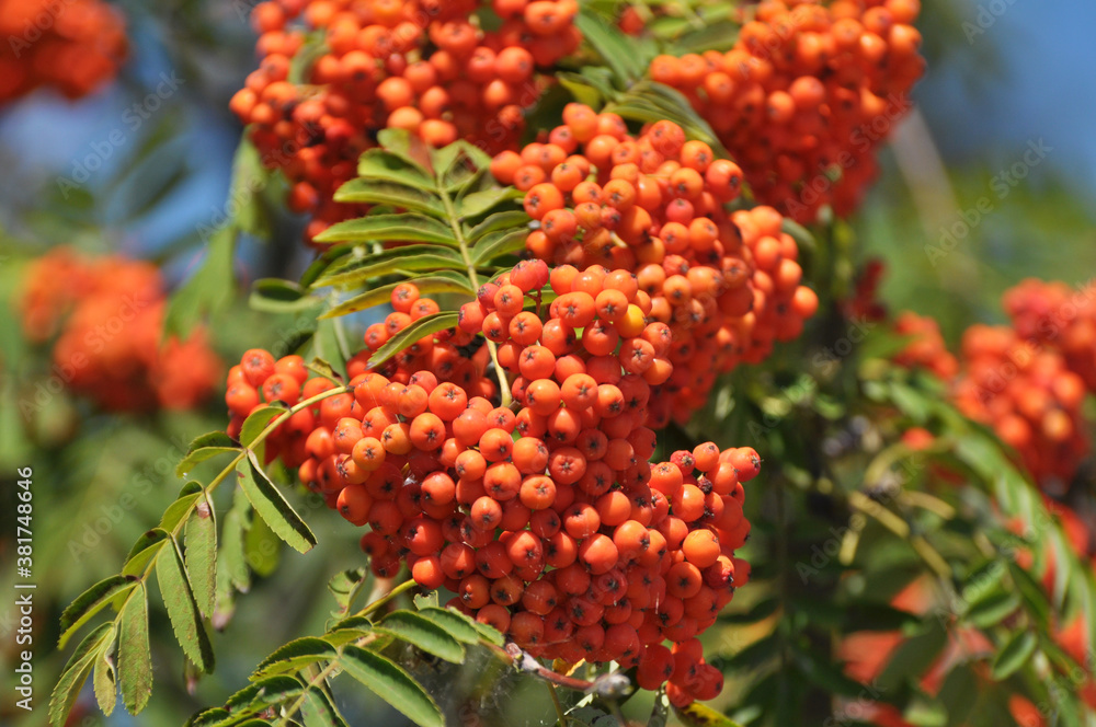 Berries ripen on a branch of rowan (Sorbus aucuparia) Berries ripen on a branch of rowan (Sorbus aucuparia)