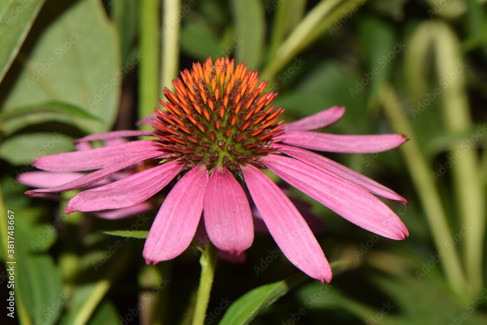Obraz premium Echinacea Cone Flower 04