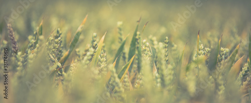 Meadow bokeh photo - natural background