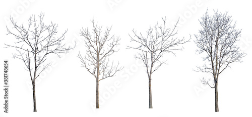 winter four trees with bare branches