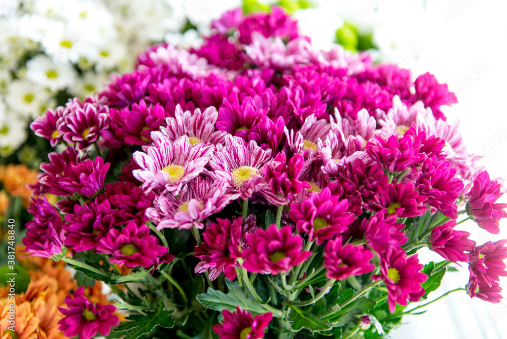 chrysanthemums. chrysanthemums in a pot chrysanthemums. chrysanthemums in a pot