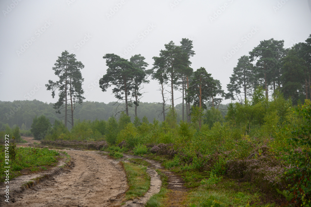 Heathland at Thursley common in Hampshire England UK Heathland at Thursley common in Hampshire England UK