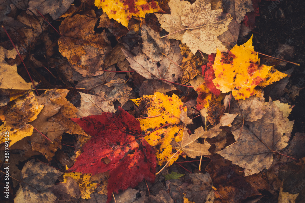 The Colors of autumn coloured leaves on a maple tree forest The Colors of autumn coloured leaves on a maple tree forest