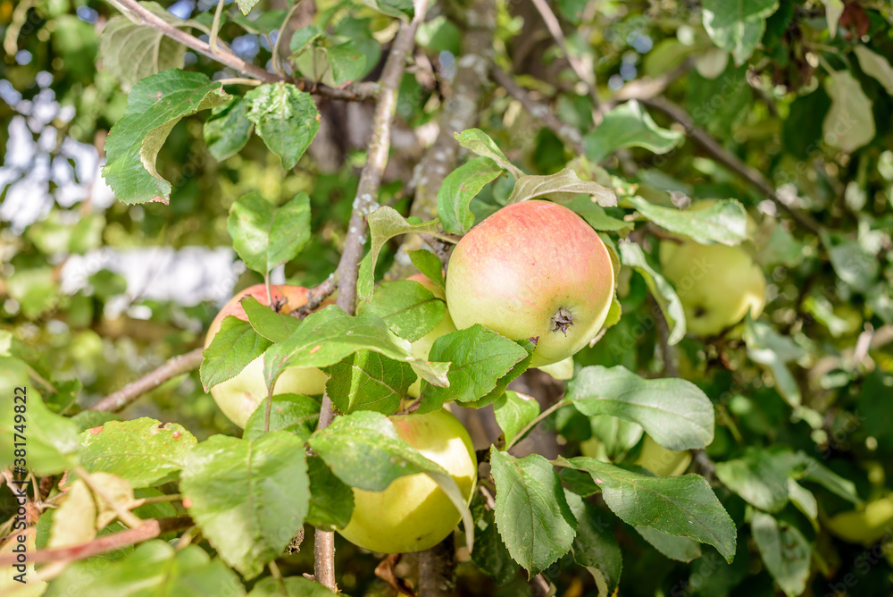 ripe apples hang on a tree/ripe apples hang on a tree in the garden ripe apples hang on a tree/ripe apples hang on a tree in the garden