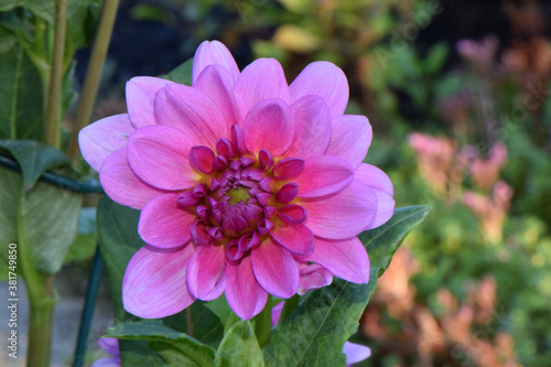 Pink Dahlia Face 03