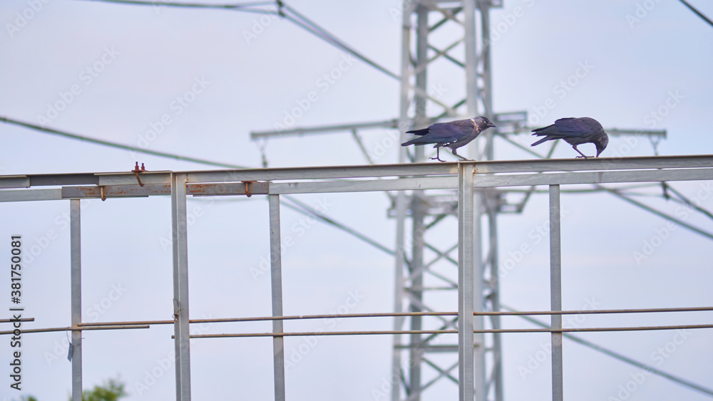birds sit on iron beams. color nature birds sit on iron beams. color nature