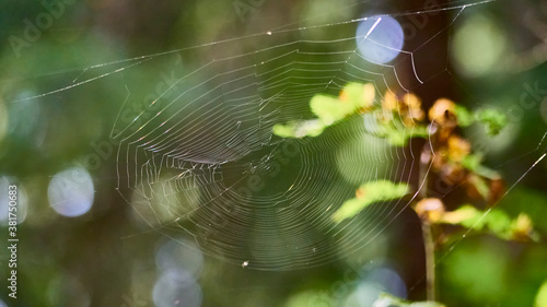beautiful web in the wild forest. general plan. color