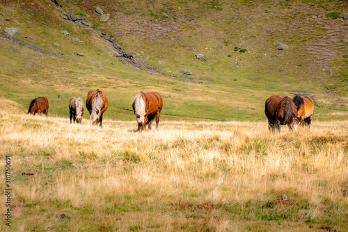 Caballos pasturando en las praderas de los Pirineos Horses grazing in the meadows of the Pyrenees 