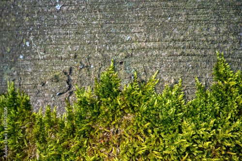 Moss climbing