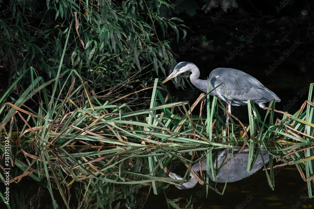 Fototapeta premium great heron