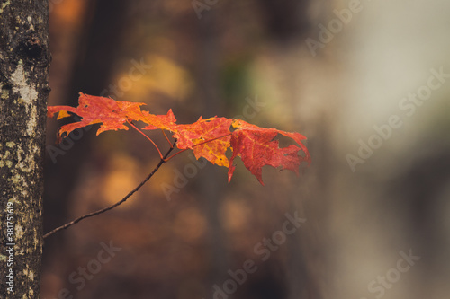 Fall coloured leaves in the forest