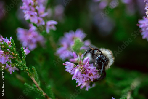 Shallow DOF. Macro shot. Heather flowers with bumblebee, backlit with evening sun
