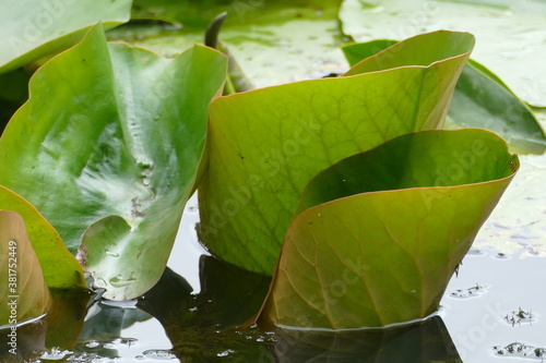 Grüne Seerosenblätter im Wasser
