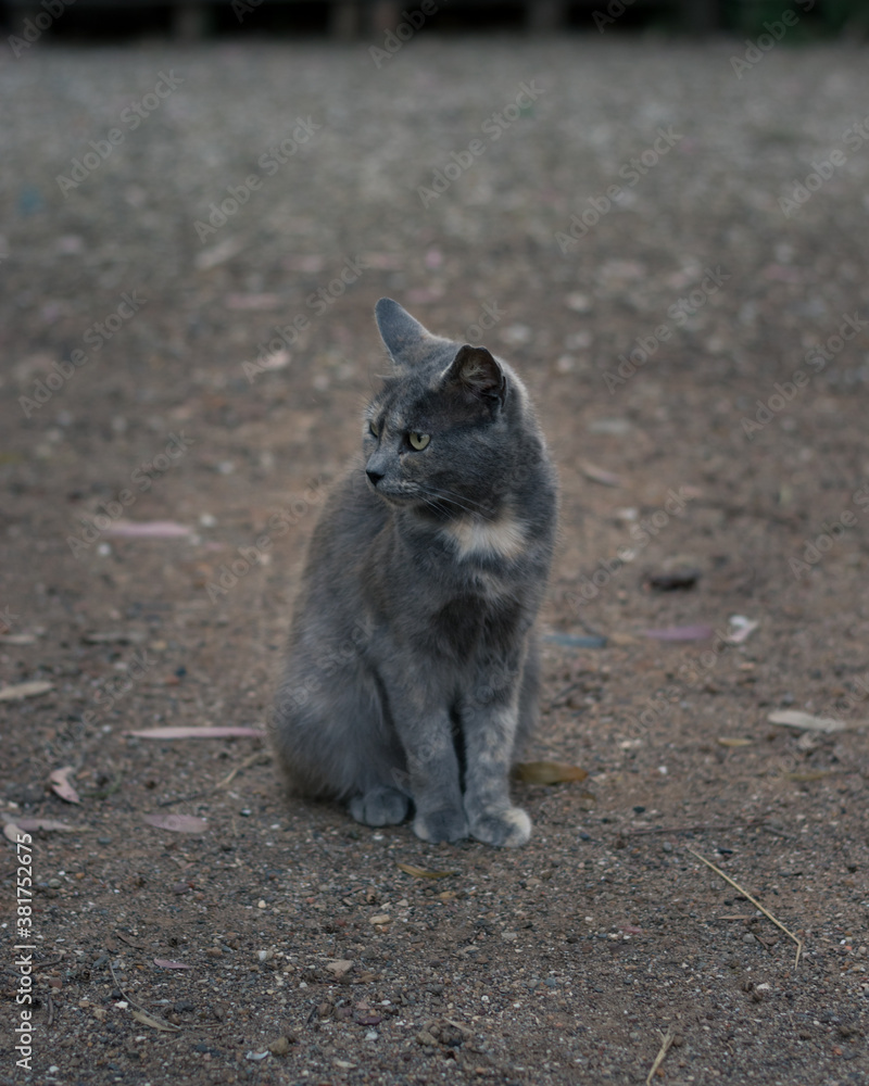 Elegant white-breasted gray cat Elegant white-breasted gray cat