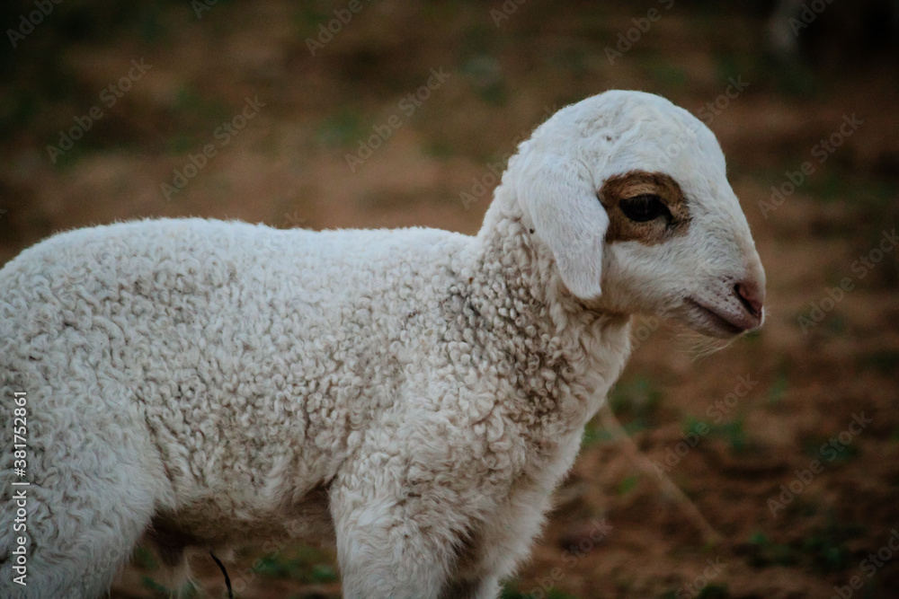 Obraz premium Close Up of Cute White indian Sheep