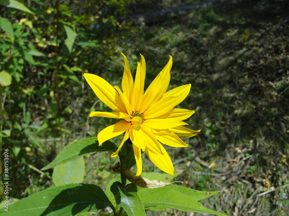 Fototapeta premium yellow flower in the garden