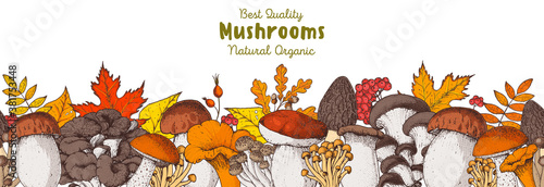 Edible mushrooms hand drawn. Autumn design. Vector illustrations collection. Hand drawn food. colorful forest mushrooms. Organic food. Forest mushrooms. Cartoon design.