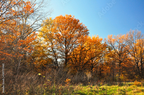 Gold Autumn Tree. Orange Summer Season. Brown Autumn Forest. Green Natural View. Organic Decor. Yellow Glorious Waterfall. Autumn Rainforest. Abstract Environment.