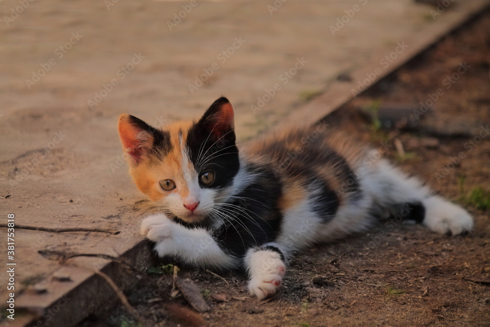 short haired red white and black kitten comfortably resting in nature. the cat rests with great comfort. home tricolor cat lies beautifully in nature. smart look of beautiful kitten eyes