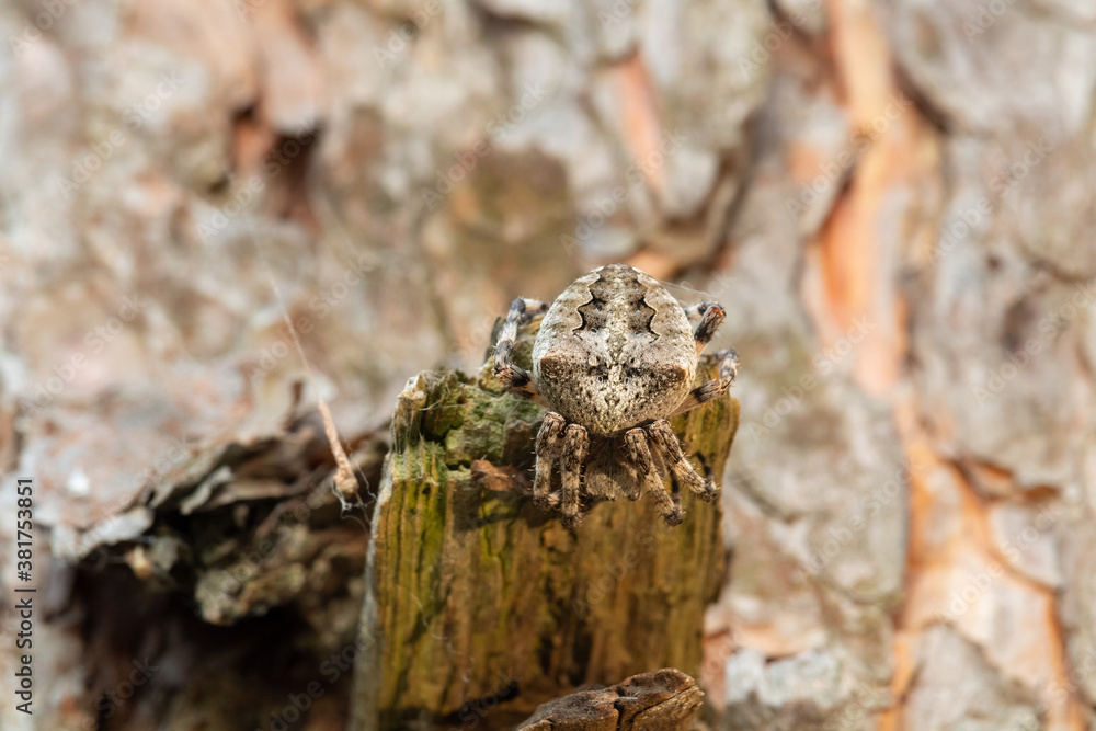 Close-up photographed Araneus spider (Araneus circe) sitting on a pine branch Close-up photographed Araneus spider (Araneus circe) sitting on a pine branch