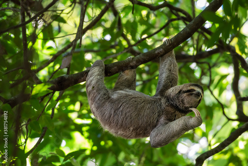 Funny sloth hanging on tree branch, cute face look, perfect portrait of wild animal in the Rainforest of Costa Rica scratching the chin, Bradypus variegatus, brown-throated three-toed sloth, relaxed © Lukas